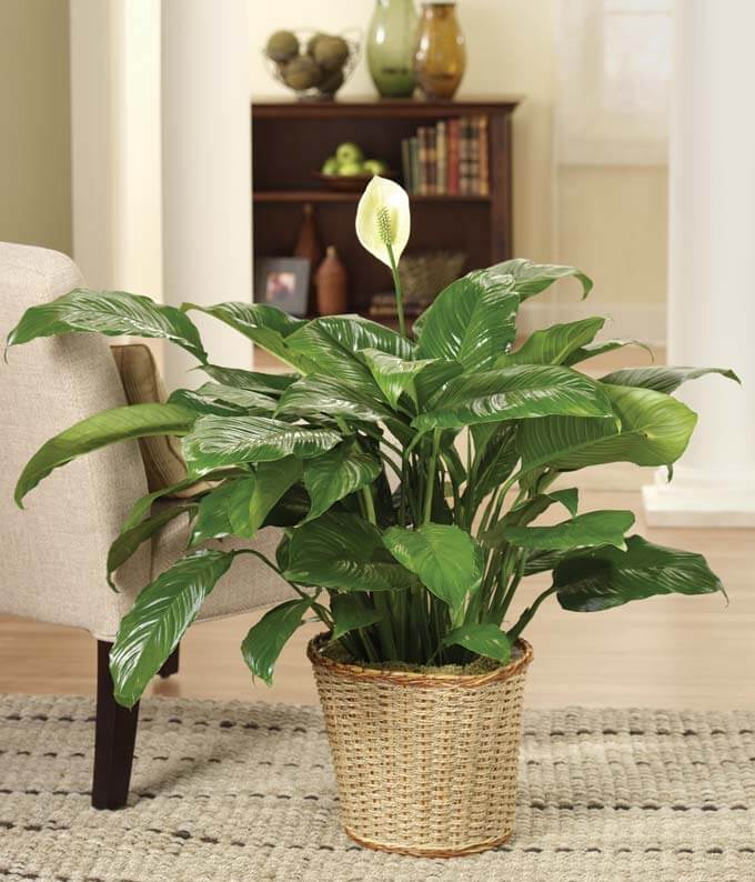 Classic Peace Lily Plant - Sympathy and Funeral Flowers