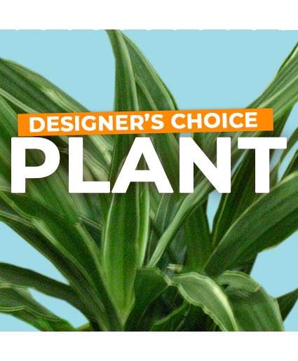 PLANT SELECTION DESIGNER'S CHOICE