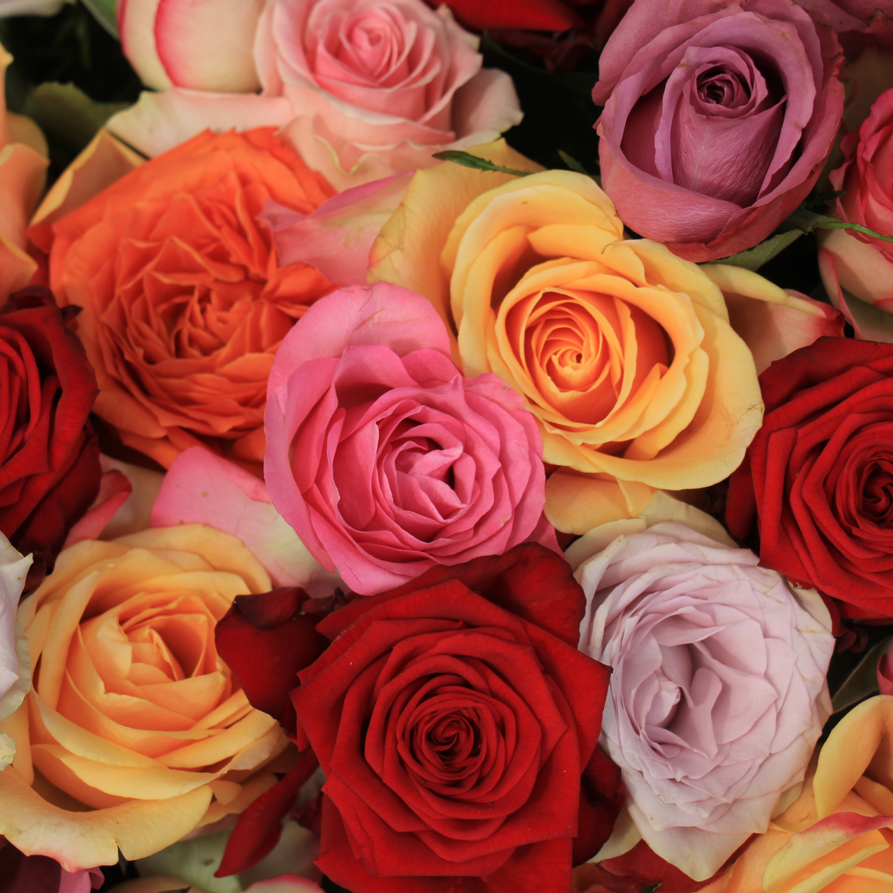 ROSES DESIGNER'S CHOICE