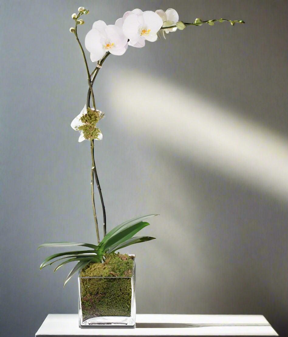 White Orchid Elegance