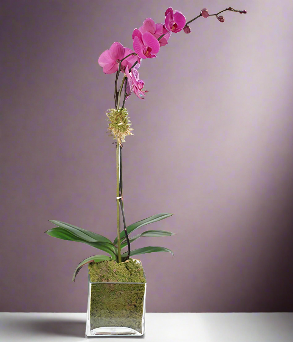 Purple Orchid Elegance