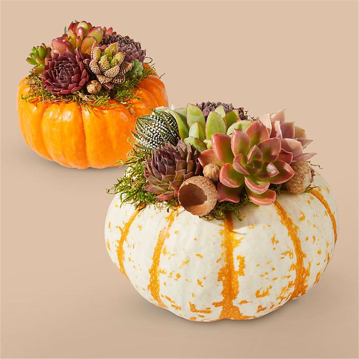 Pumpkin Succulent