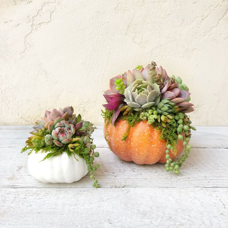 Pumpkin Succulent white & orange
