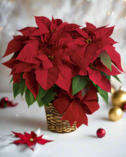 Red Poinsettia