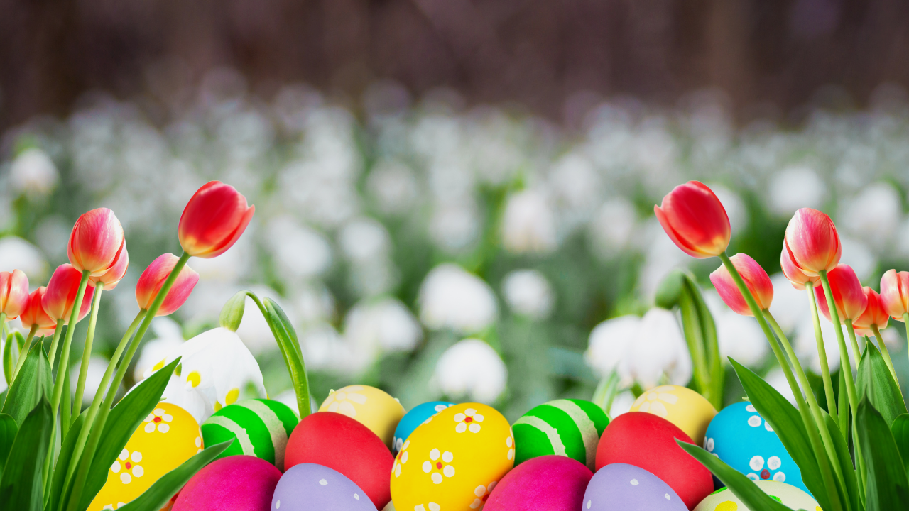 Tulips and easter eggs 