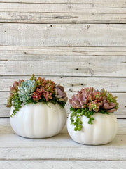 White Pumpkin Succulent 