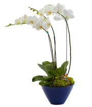 Opulent Orchids