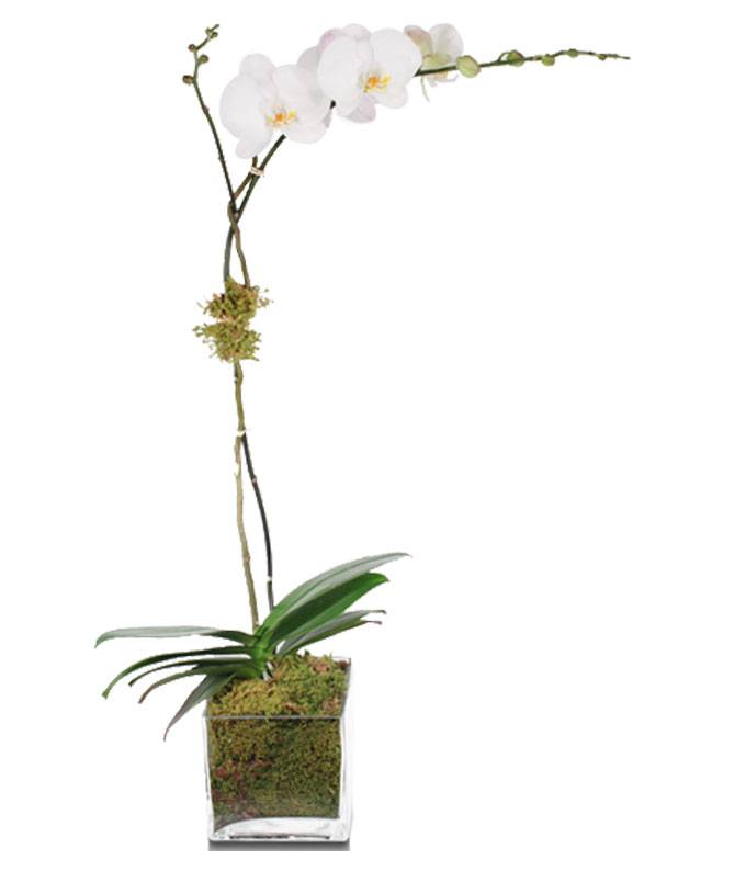 Orchid Elegance
