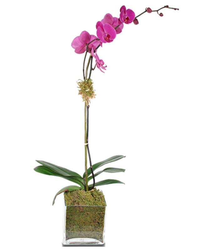 Purple Orchid Elegance
